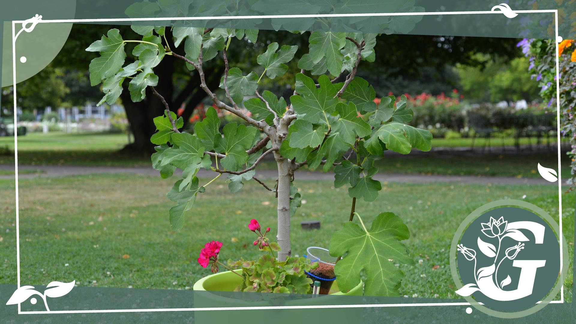 plantura bio dnger kaufen Bio-Cannabis-All-In-One-Dnger 1 Liter  Purgrn