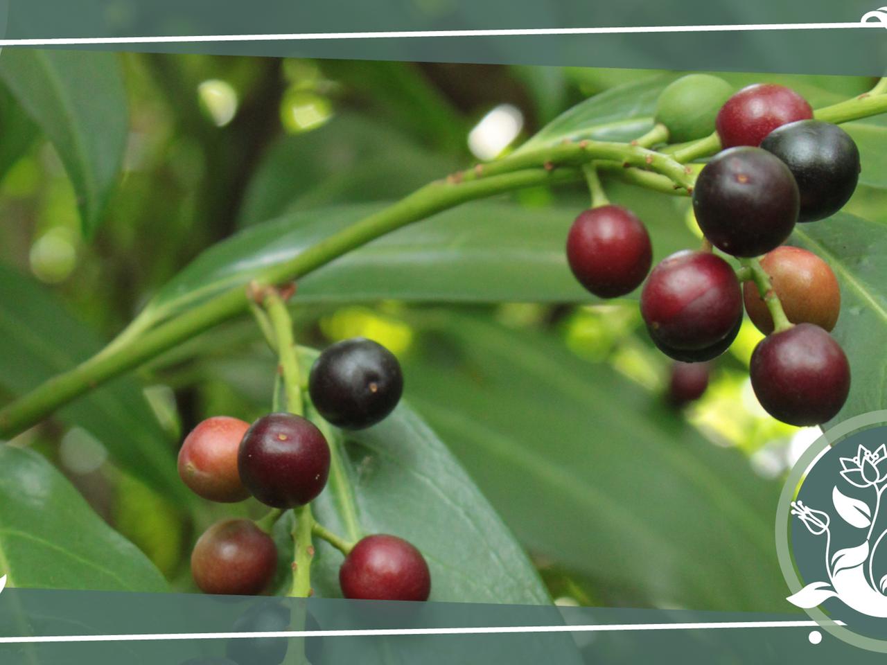 portugiesischer kirschlorbeer günstig kaufen Port. Lorbeerkirsche 'Angustifolia' kaufen main image 0