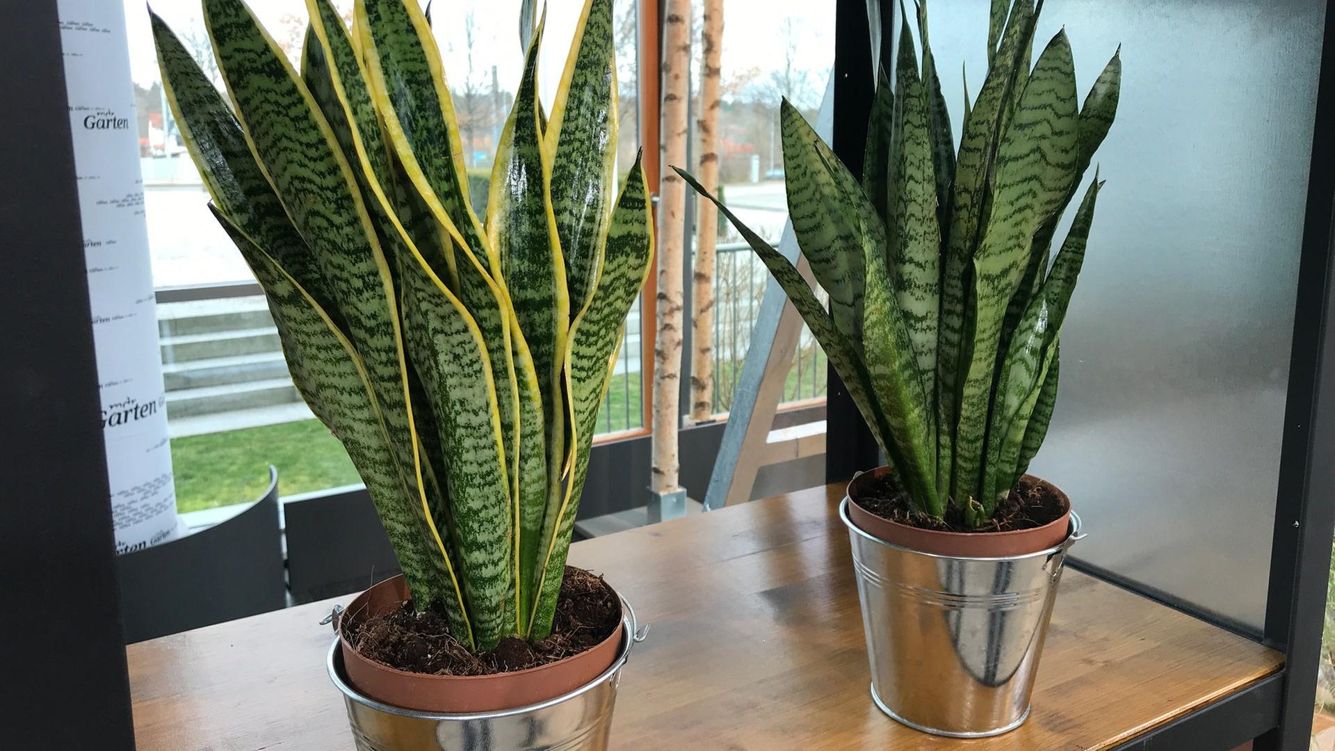 Sansevieria: Bogenhanf pflegen | mdr.de
