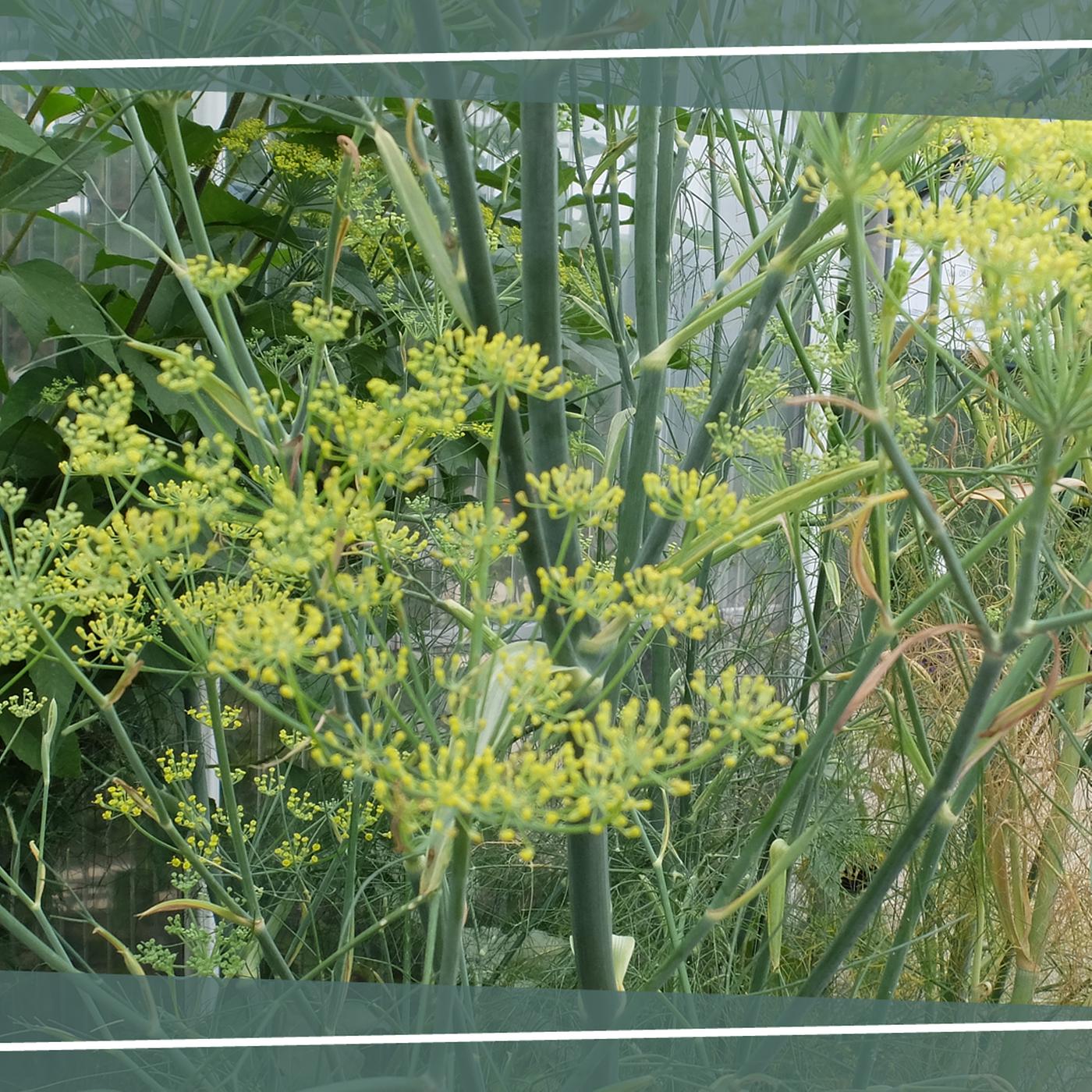 pampasgras dnger kaufen Pampasgras kaufen | Cortaderia selloana 'Pumila'