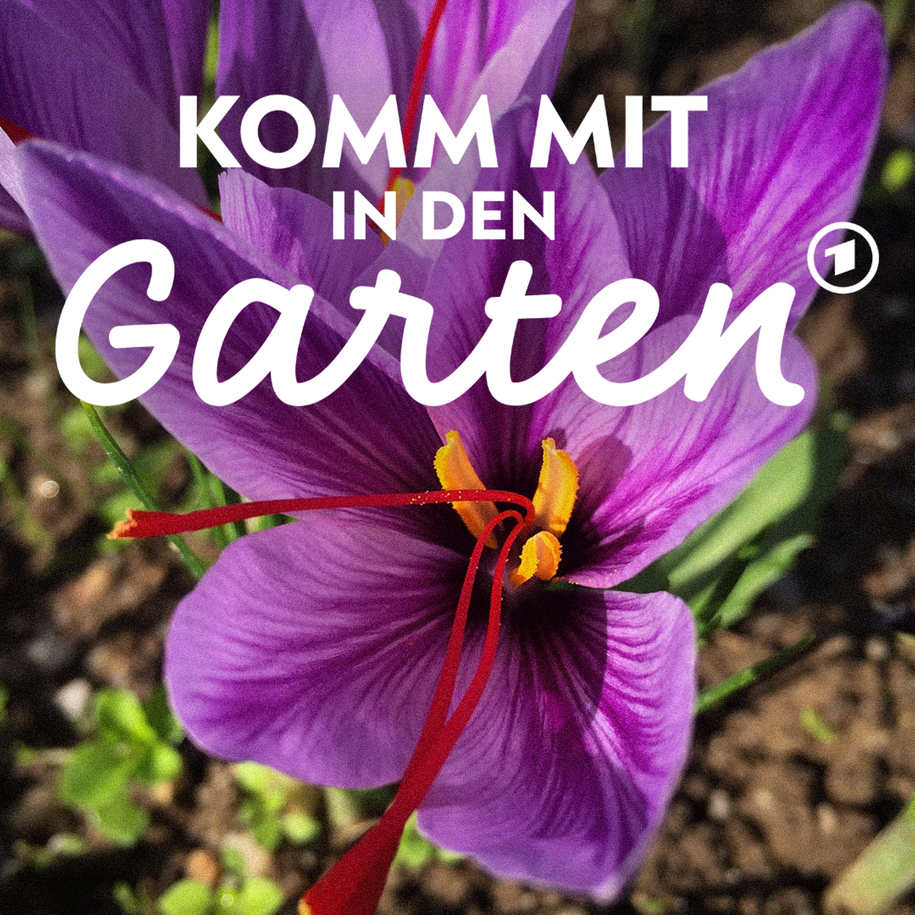 Safran - das teure Gewürz im Garten anbauen episode artwork