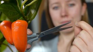 brokkolisamen essen Gekeimte Ur-Brokkoli Samen  Brokkolisprossen