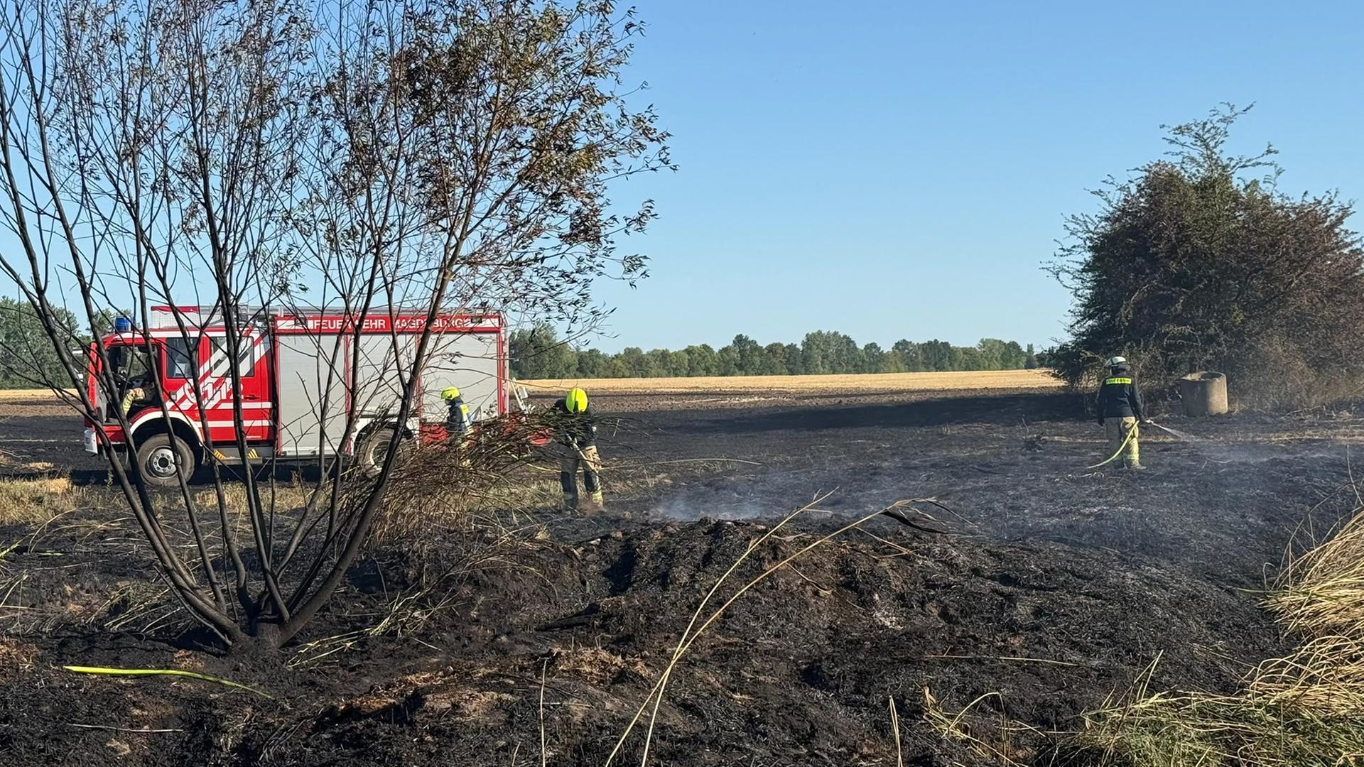 Feuerwehr löscht Feldbrand in Magdeburg | Laura Thümler, Feuerwehr Magdeburg