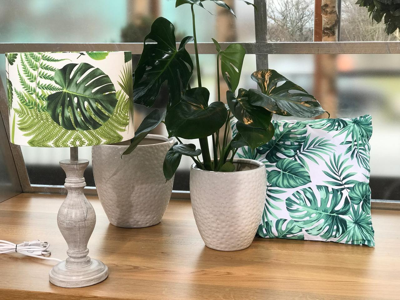Zimmerpflanzen-Klassiker: Comeback von Monstera, Bogenhanf und Co. | mdr.de