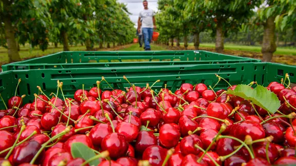 Frisch gepflückte Kirschen liegen auf der Plantage vom Obsthof Hornemann in einen Korb. Dahinter tragen Mitarbeiter weitere Eimer mit Kirschen. 