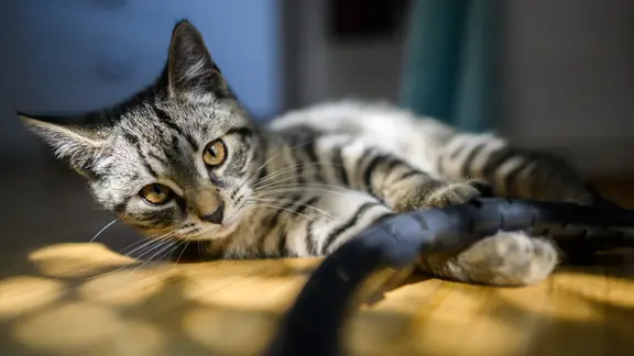 Ein junge Katze spielt in einer Wohnung. 