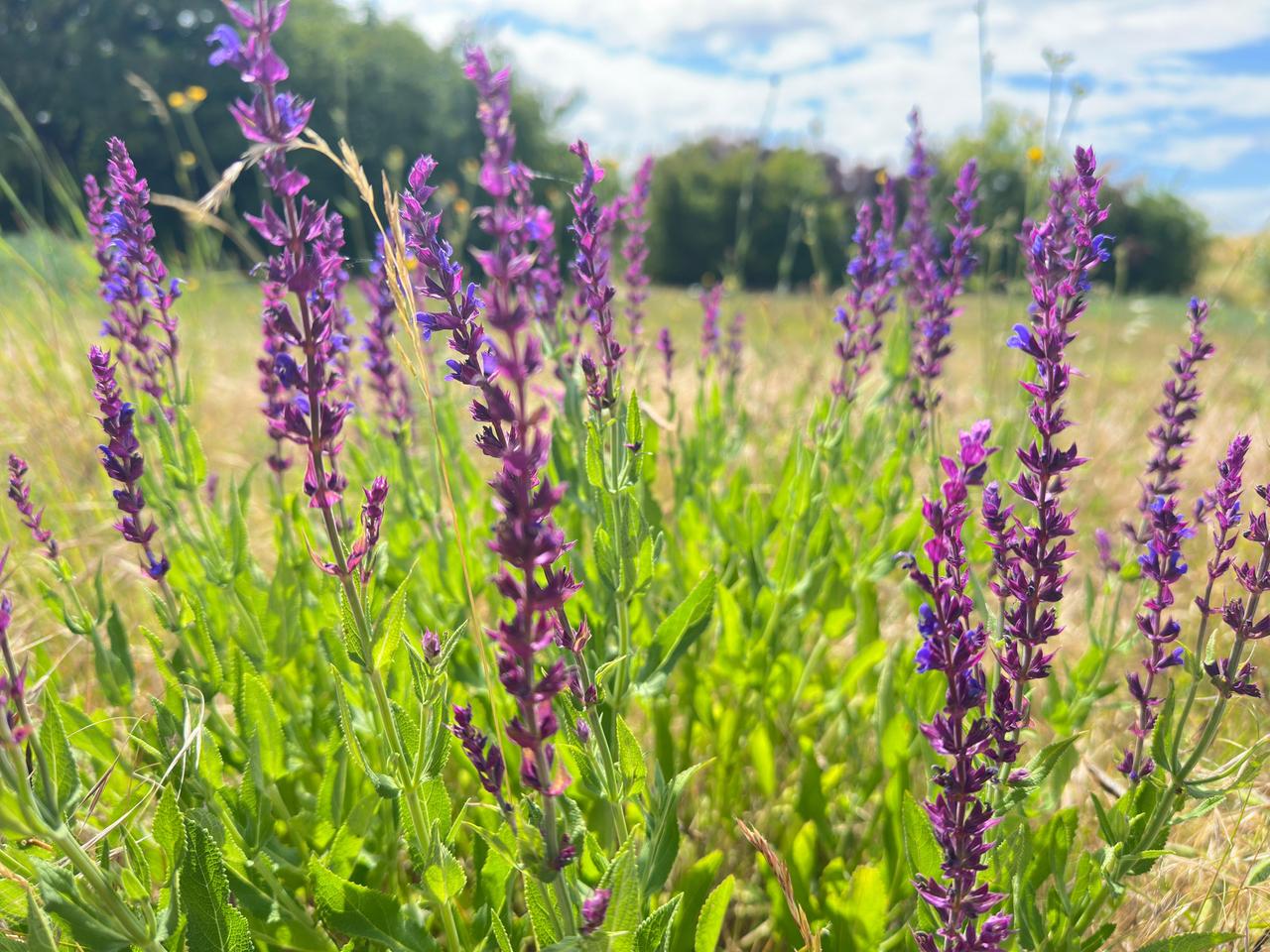 Der Gartensalbei und seine wilden Verwandten