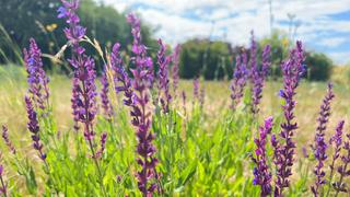 Der Gartensalbei und seine wilden Verwandten