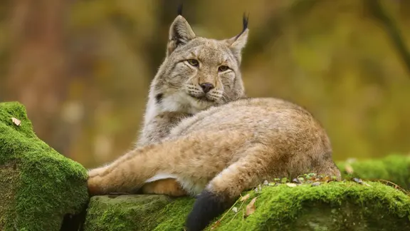 Ein Luchs liegt auf einem moosbedeckten Felsen
