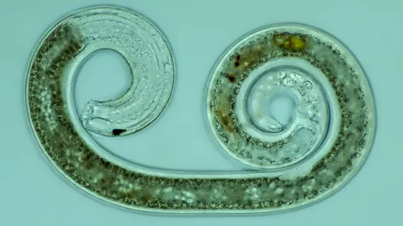 Zusammengerollter Fadenwurm