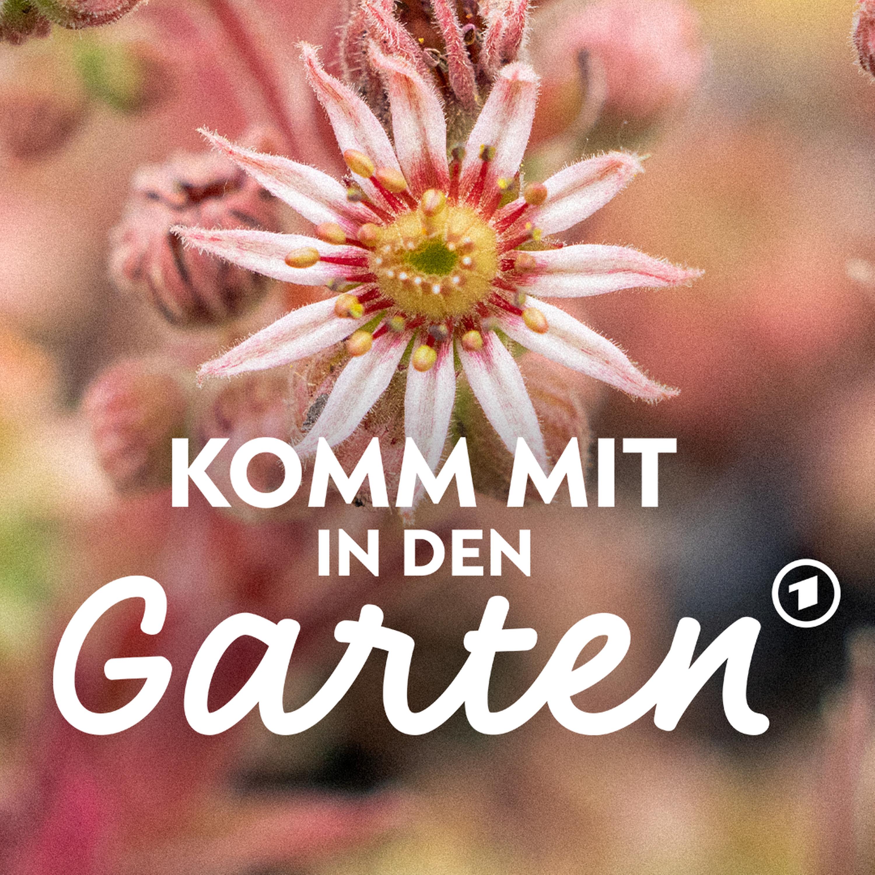 Stauden teilen: Warum, wie und wann? episode artwork