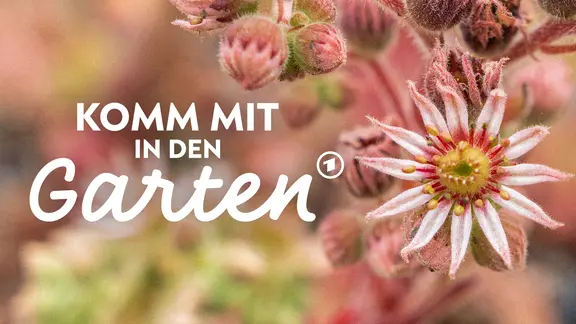 Stauden: Wann pflanzen, teilen, dngen und schneiden? | mdr.de