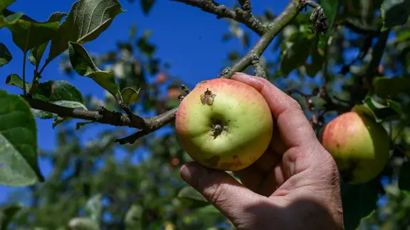 Eine Hand umfasst einen Apfel, der am Baum hängt.