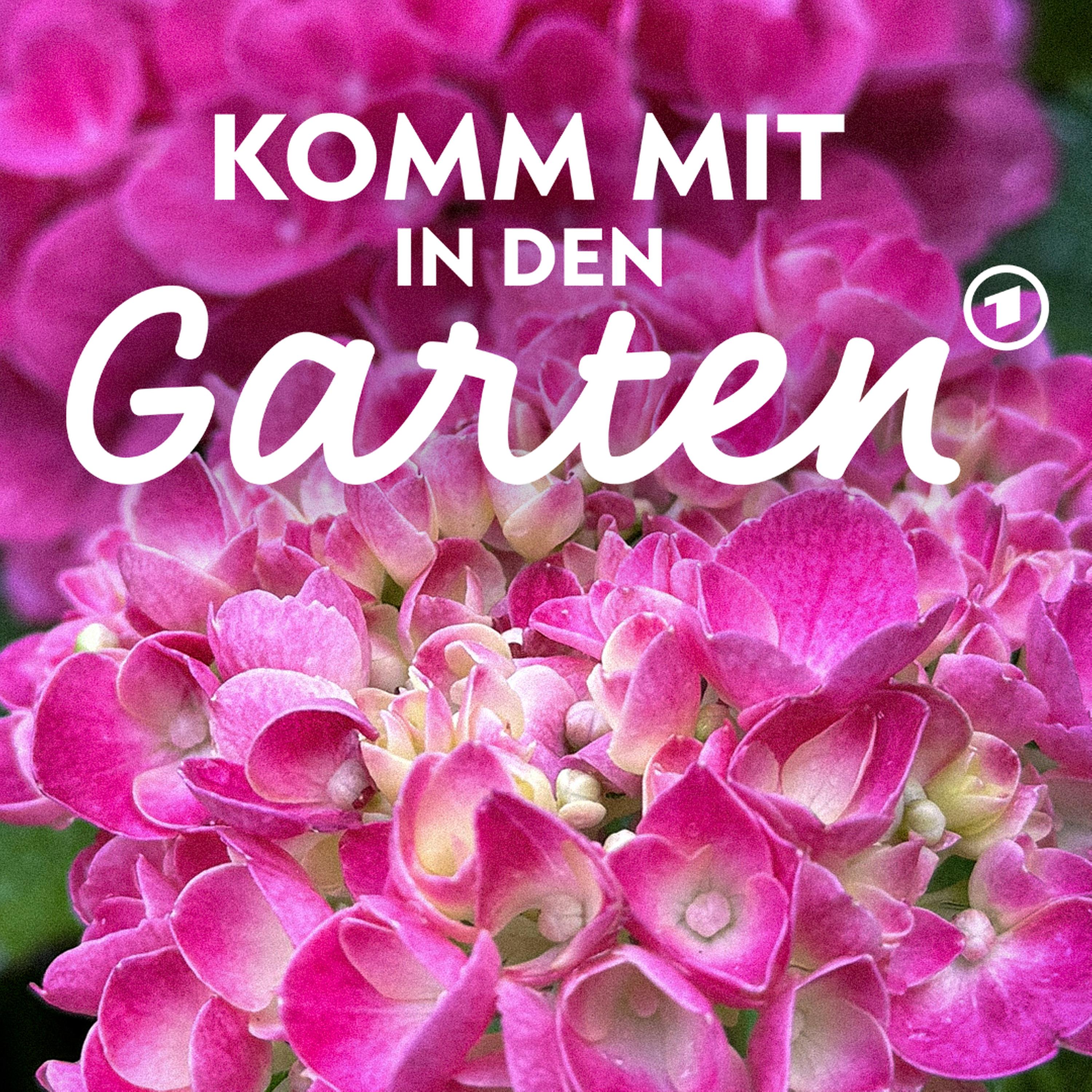 Hortensien - die Stars im Herbstgarten episode artwork