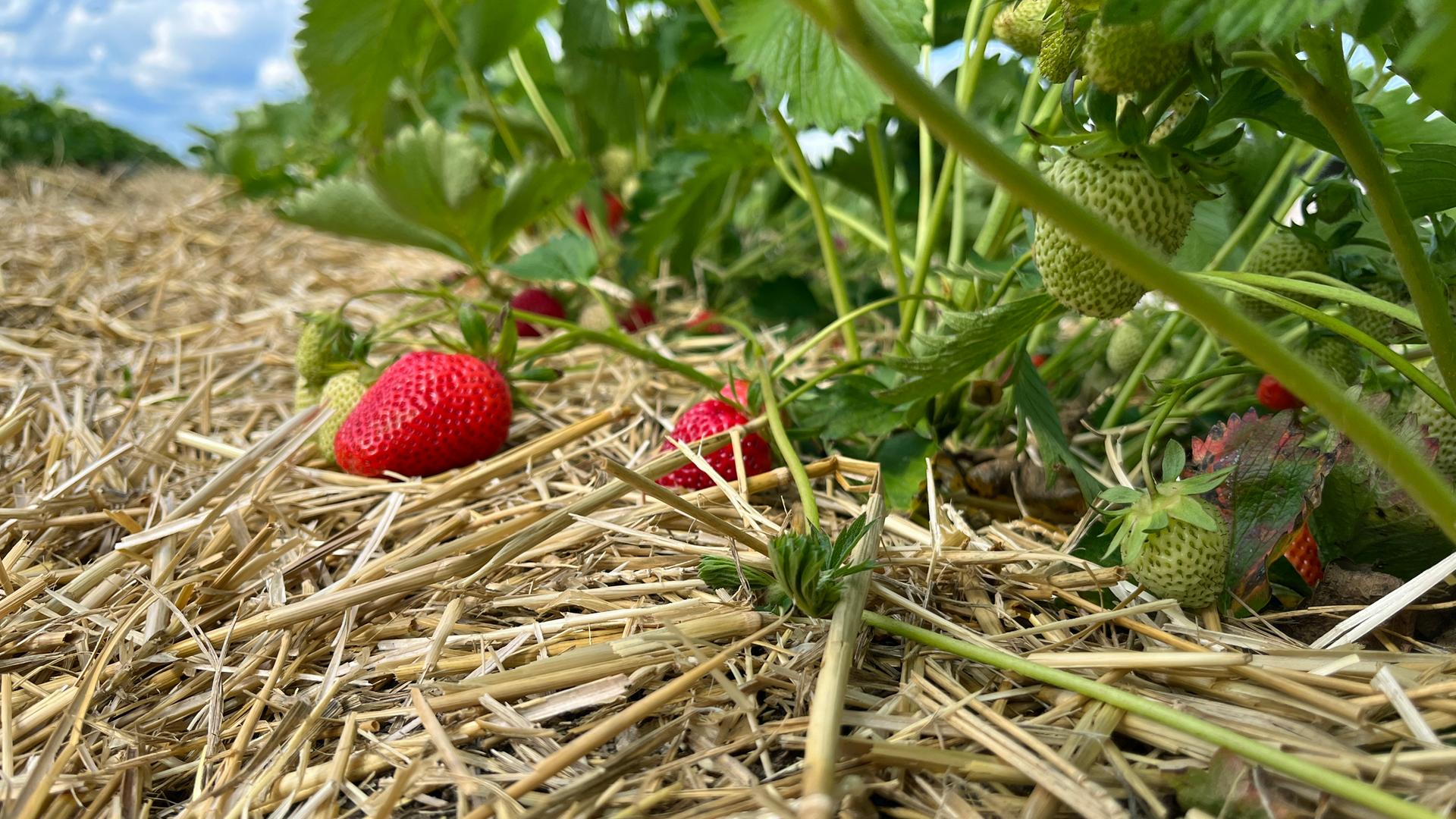 Erdbeeren selbst vermehren: So geht es ganz leicht | mdr.de