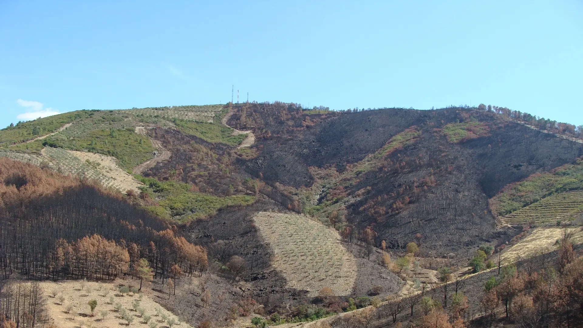 Wie Landschaftsgestaltung Waldbrände bremsen kann