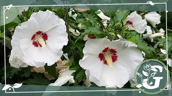 Roseneibisch - Hibiscus syriacus | mdr.de