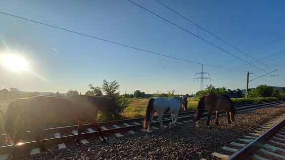 Drei Pferde traben über eine zweigleisige Eisenbahnstrecke.