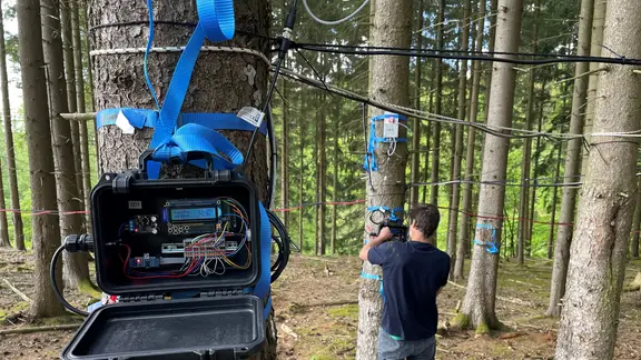 Messgerät am Baum