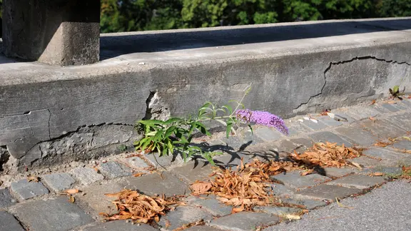 buchsbaumdünger für kirschlorbeer ProviPlant Kirschlorbeer-Dünger: Für alle Lorbeerhecken und Sträucher main image 0