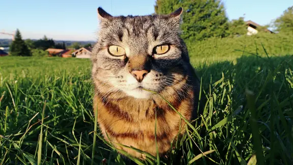 Katze auf einer Wiese