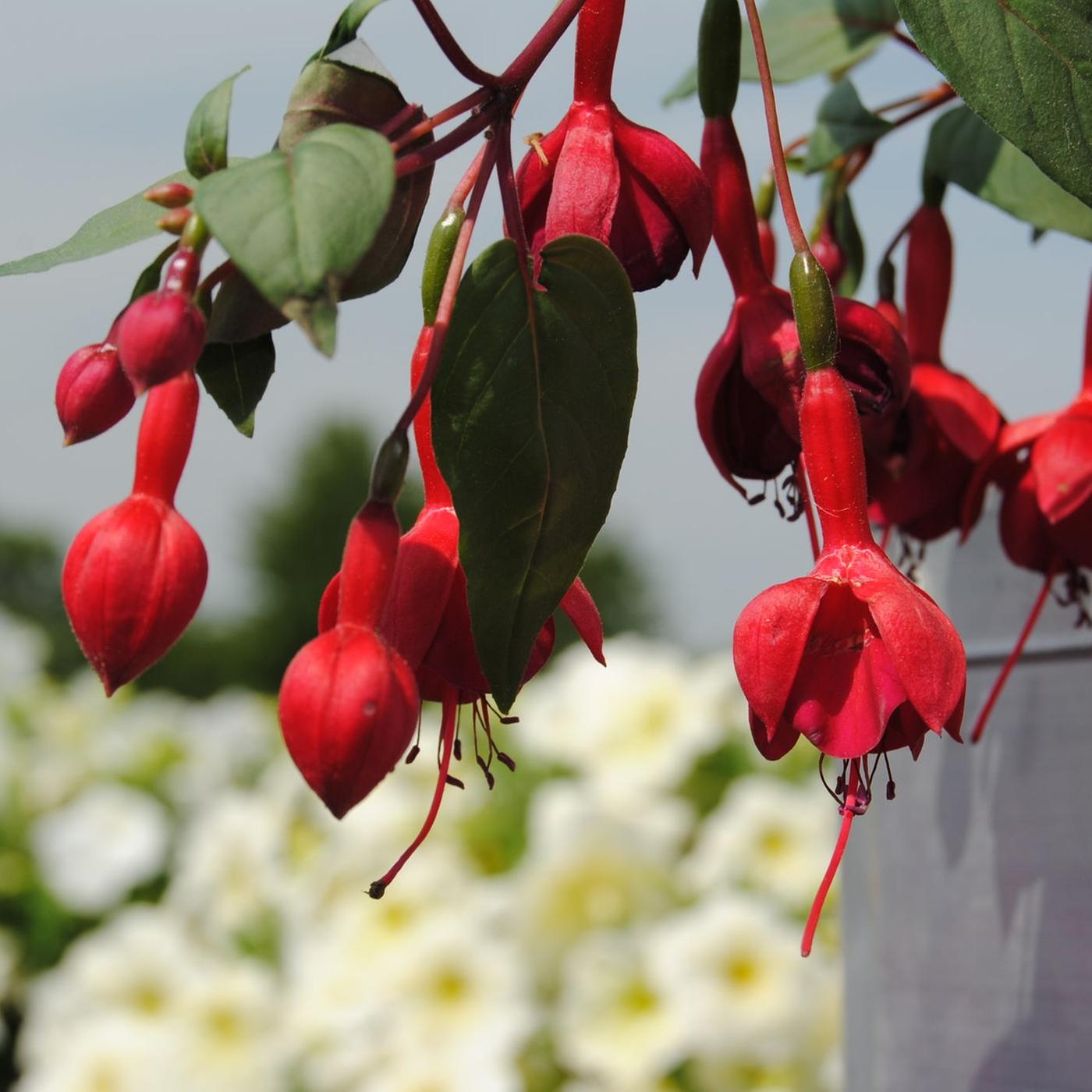 Fuchsien-Pracht aus dem Harz