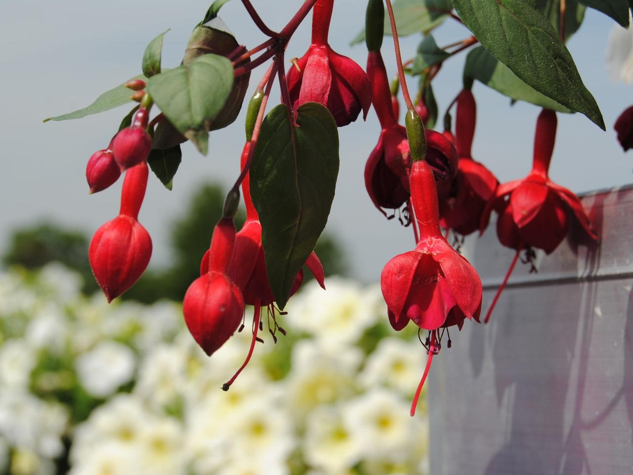 Fuchsien-Pracht aus dem Harz