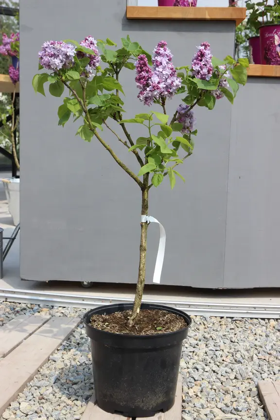 zaubernuss düngen Chinesische Zaubernuss - Hamamelis mollis main image 0