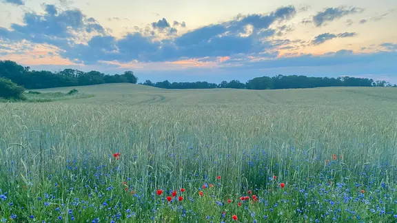 Feldblumen an einem Feldrand im Nordwesten Sachsens.