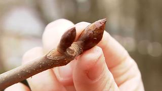 Die heilende Kraft der Knospen