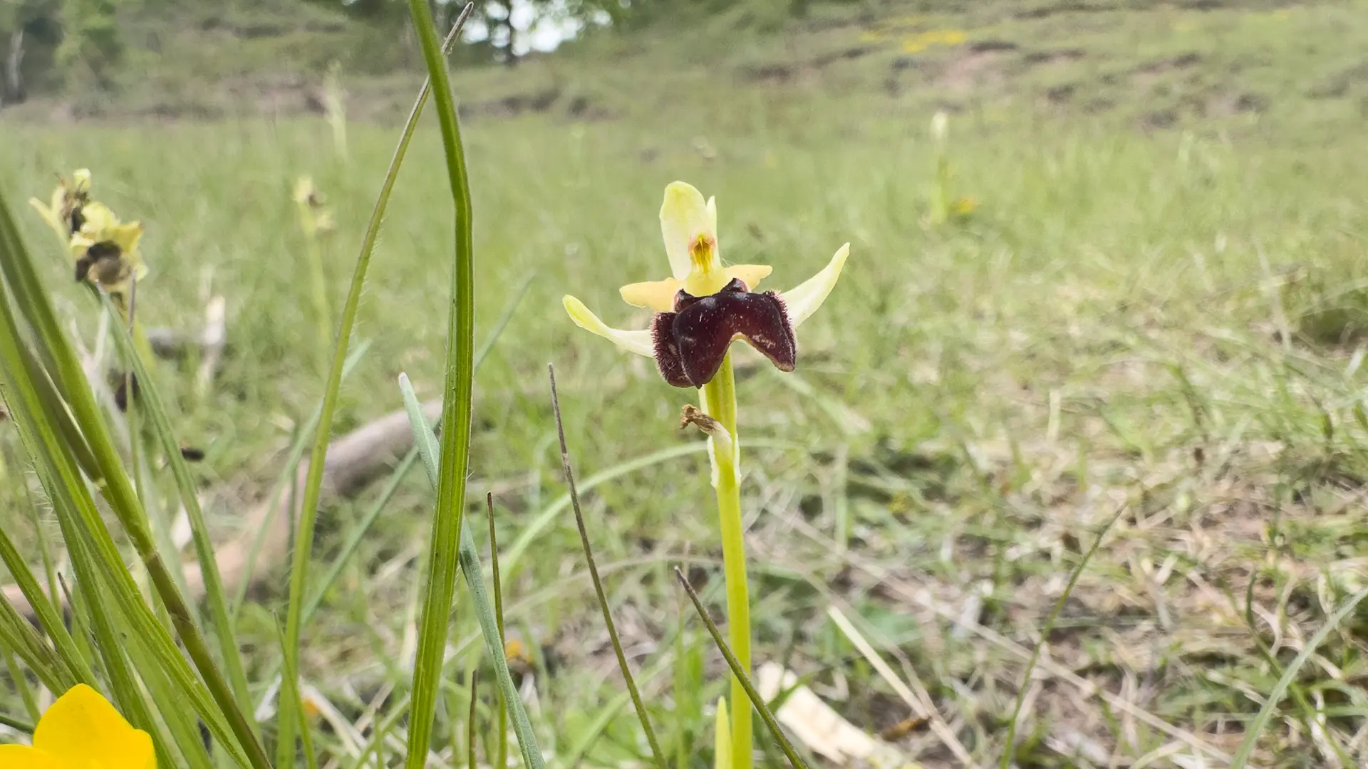 Wilde Orchideen: Geschtzte Schnheiten