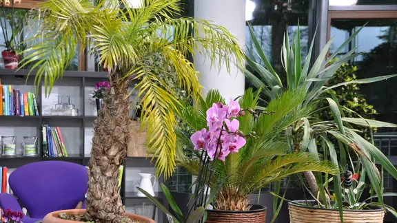 Pflanzen in Haus und Garten berwintern | mdr.de