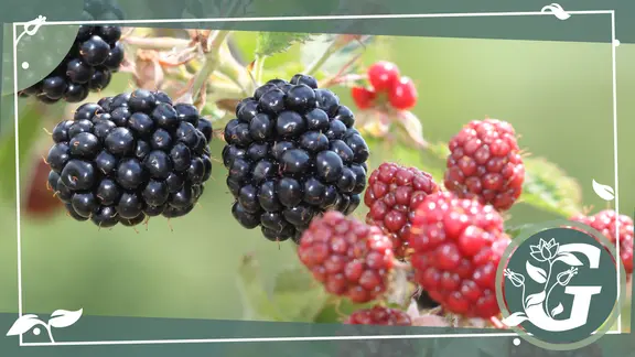 Brombeeren im Sommer schneiden und vor Sonne schtzen | mdr.de