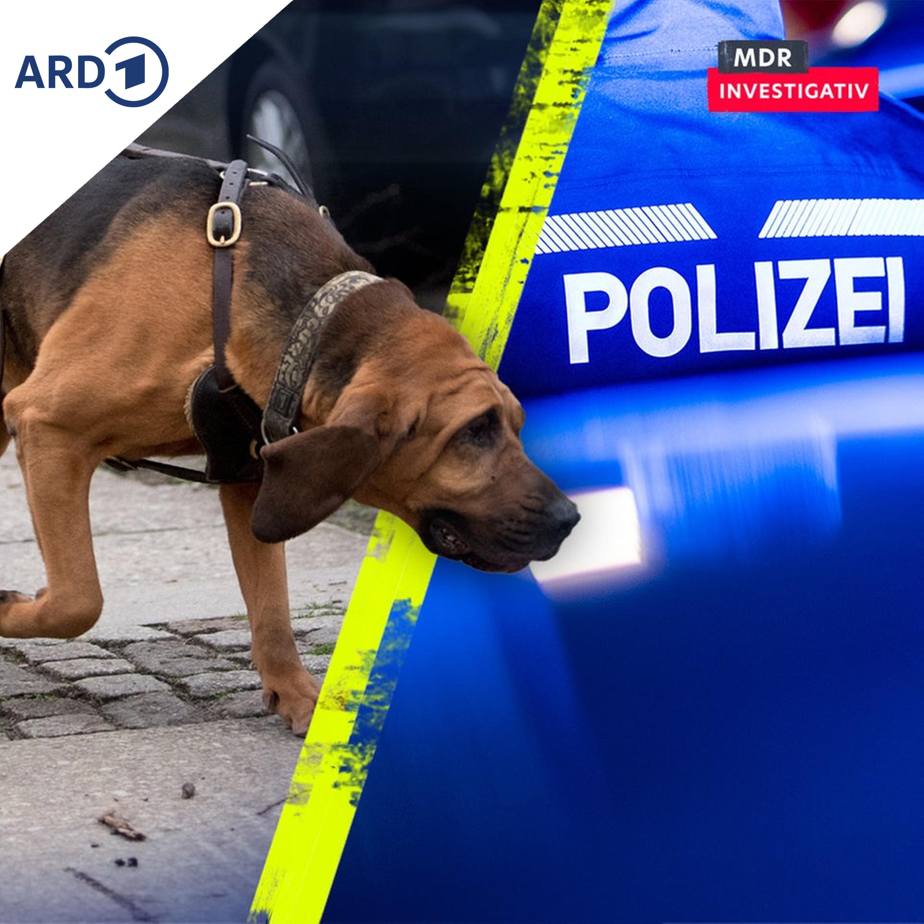 Mantrailer: Was können die Suchhunde wirklich?