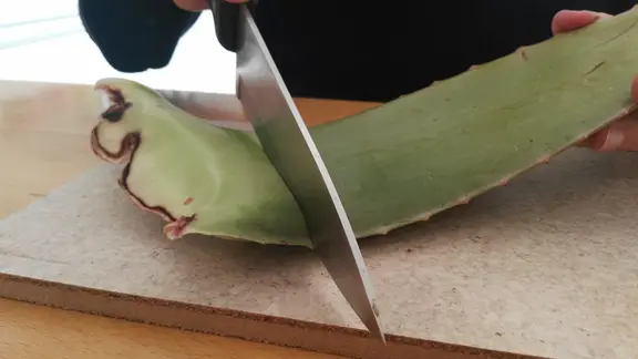 So wird ein Aloe vera-Blatt aufgeschnitten | mdr.de