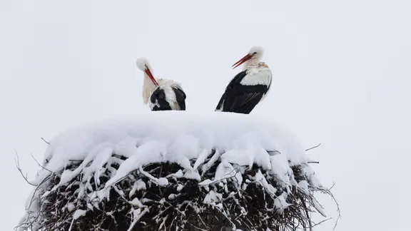 Weißstorch-Paar im winterlichen Nest