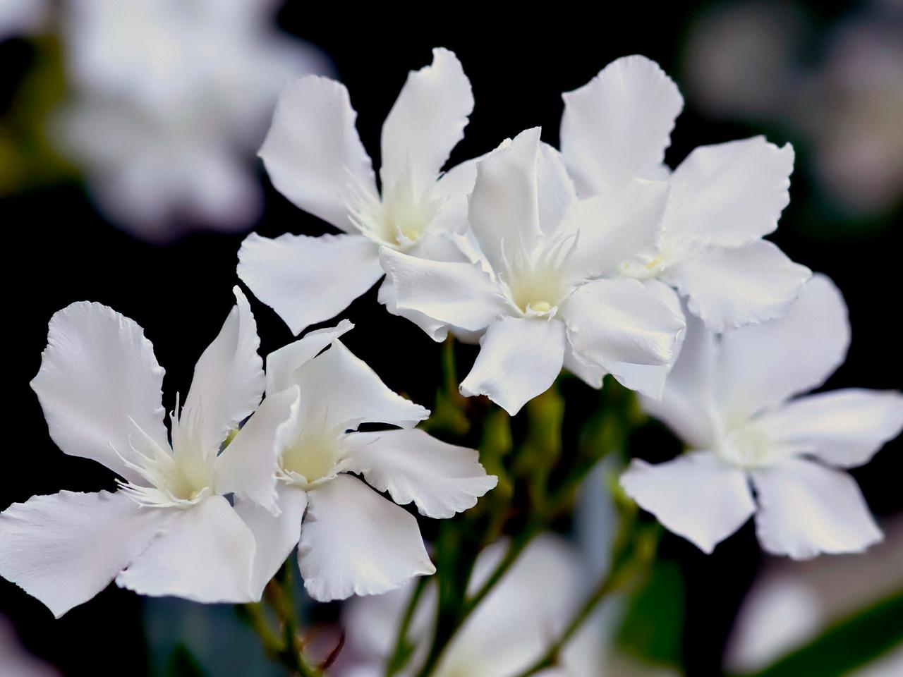 Oleander kultivieren und pflegen | mdr.de