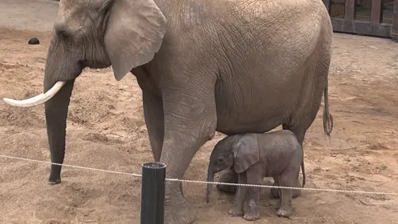 Erstes Elefantenkalb in der Geschichte des Zoo Magdeburg geboren