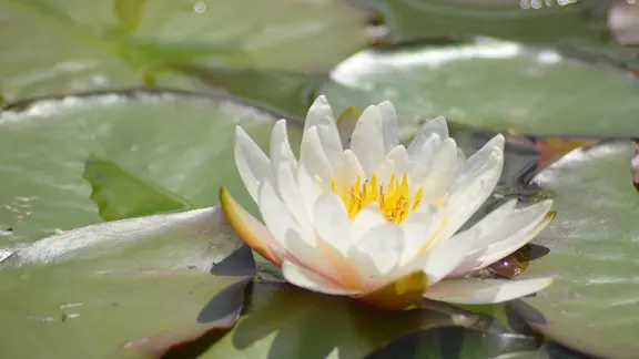 Seerosen fr den Gartenteich pflanzen und pflegen | mdr.de