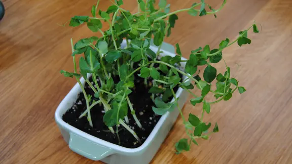 welcher dünger für koniferen Thuja Dünger main image 1