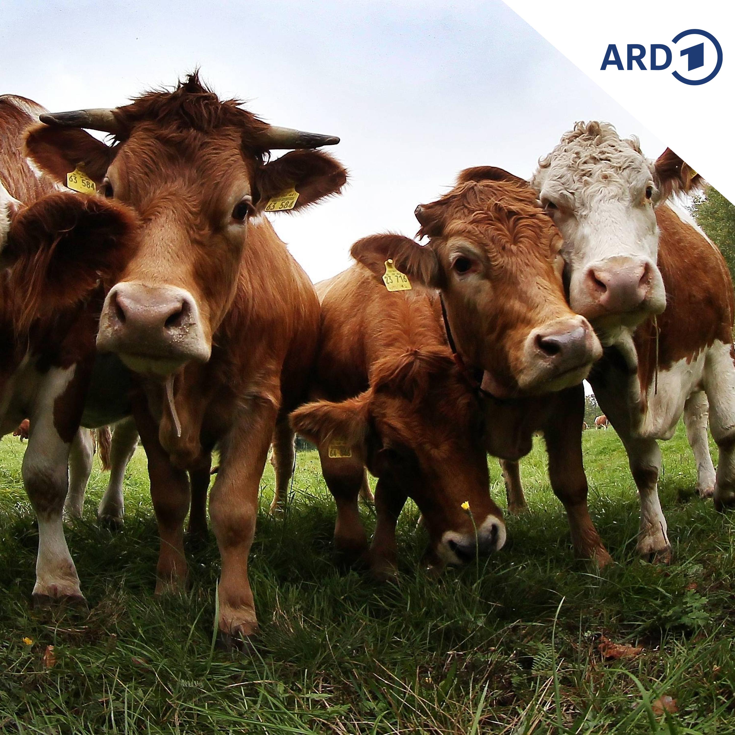 Rinderdiebstähle sorgen für Unruhe bei Landwirten episode artwork
