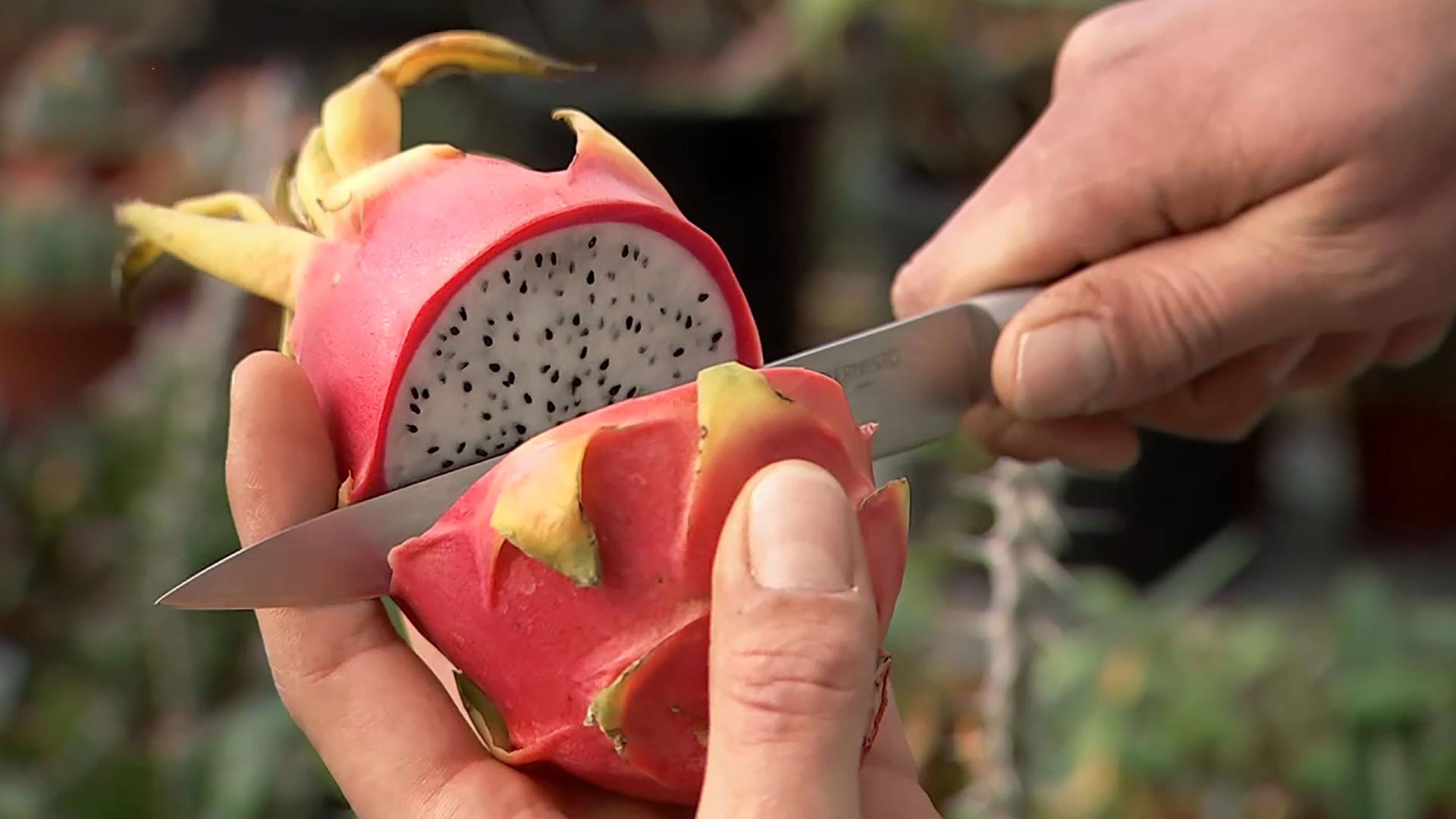 Kaktus des Jahres: Drachenfrucht