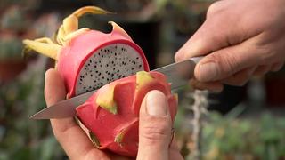 Kaktus des Jahres: Drachenfrucht