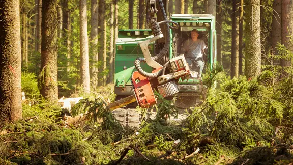 Schutzgebiete reichen nicht: Mehr Wildnis in Deutschland gefordert