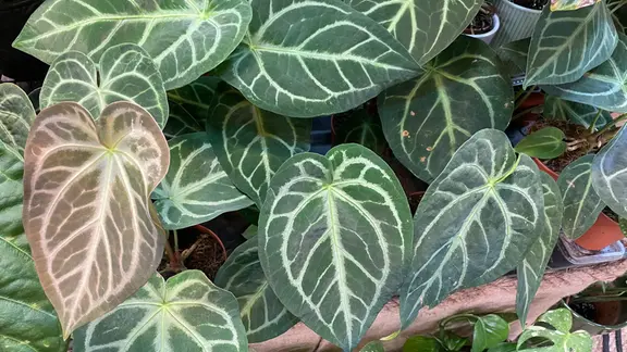 anthurium 'goliath' Exotic Plant Anthurium Goliath for Sale – HappiestPlants main image 0