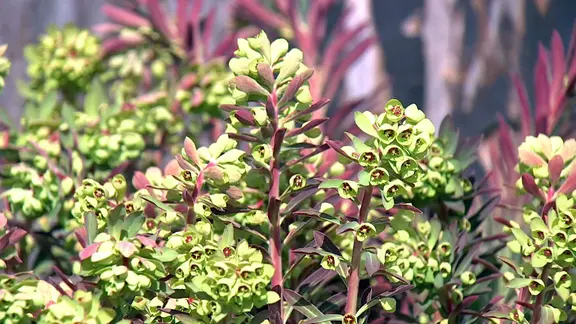 Euphorbia: Vielfltige und pflegeleichte Pflanzen fr Garten und Wohnung |  mdr.de