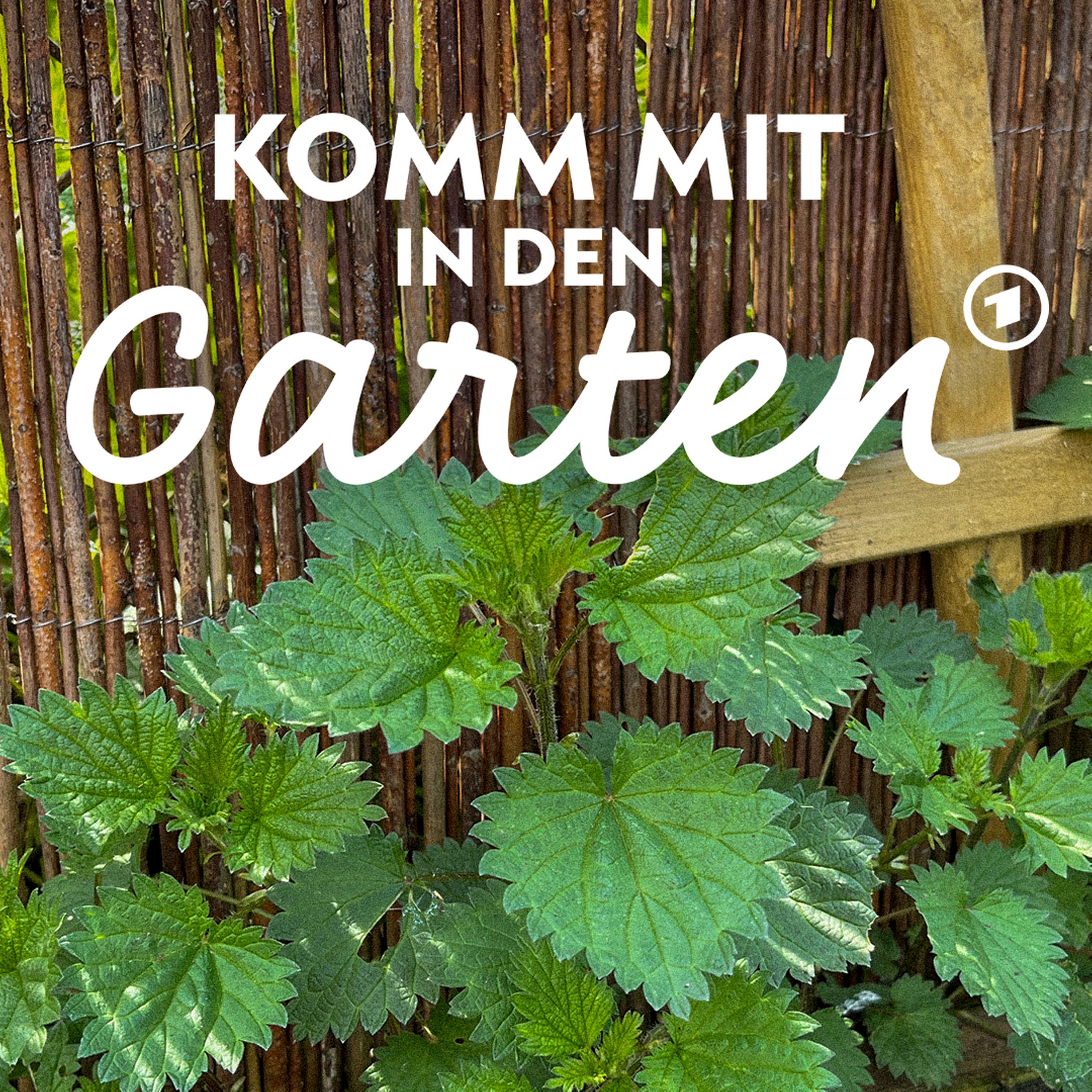 Brennnessel: Darum sollte sie in jedem Garten wachsen episode artwork