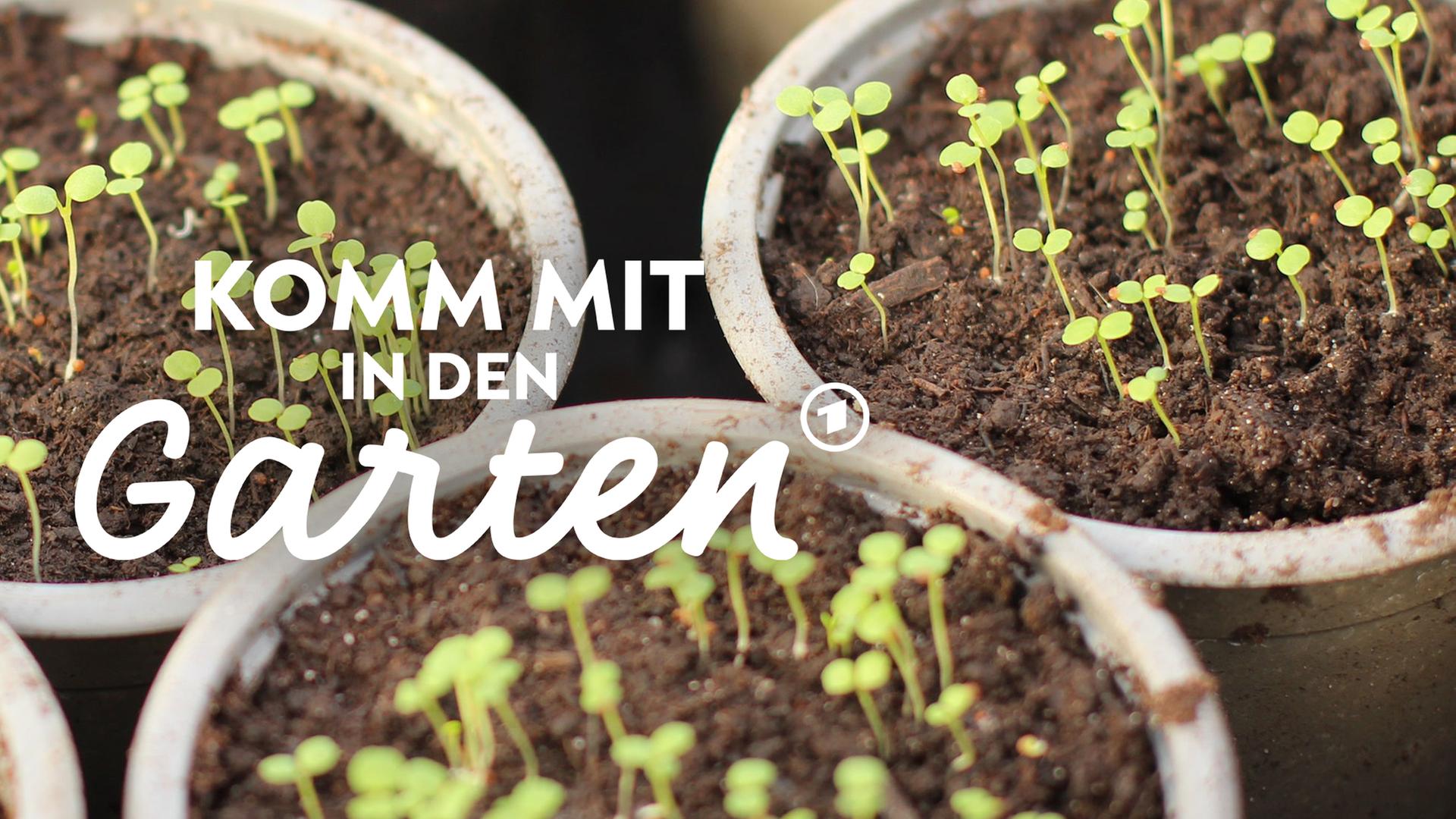 Profi-Tipps zur Anzucht von Jungpflanzen | mdr.de