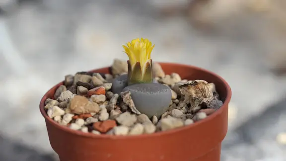 Lithops - Die lebenden Steine kultivieren und pflegen | mdr.de