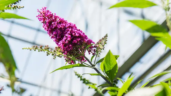 Sommerflieder: Ist der Schmetterlingsstrauch eine Problempflanze? | mdr.de